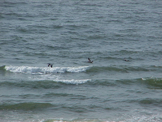 2 pelicans 1