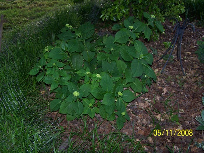 08 51 hydranga