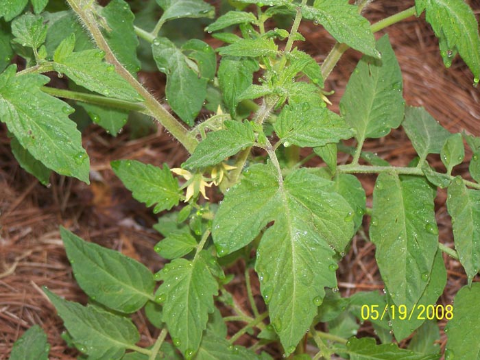 08 76 tomatoes