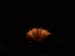 56 fireworks