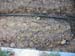 05-05 29 onion fir