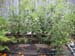 05-06 95 garden
