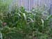 05-08 44 corn